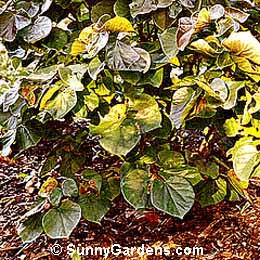 Cercis chinensis, Chinese Redbud