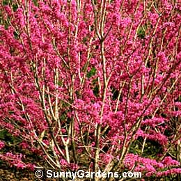 Cercis chinensis, Chinese Redbud