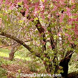 Cercis occidentalis, Western Redbud
