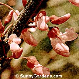 Cercis reniformis, Western Redbud