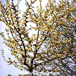 Cercis reniformis, Redbud