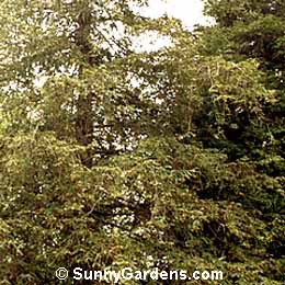 Sequoia sempervirens, Redwood