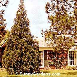 Metasequoia glyptostroboides, Dawn Redwood, Chinese Redwood