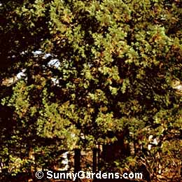 Sequoiadendron giganteum, Giant Sequoia, Sequoia gigantea, Big Tree