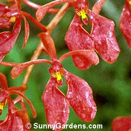 Renanthera storiei