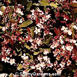 Rhaphiolepis indica, India Hawthorn, Pink India Hawthorn