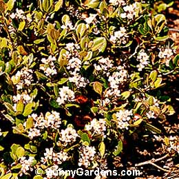 Rhaphiolepis umbellata, Yeddo Hawthorn, Rhaphiolepis umbellata ovata, Indian Thorn