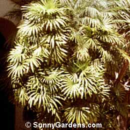 Rhapis excelsa, Bamboo Palm, Bamboo Plant, Dwarf Fan Palm