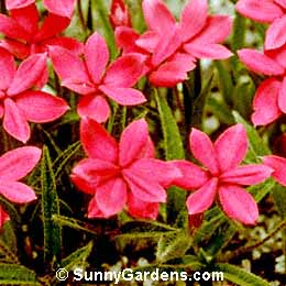 Rhodohypoxis baurii, Red Star