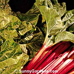 Rheum rhabarbarum, Rhubarb