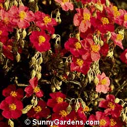 Helianthemum, Sun Rose