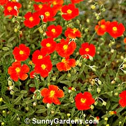 Helianthemum, Common Sunrose, Rock Rose