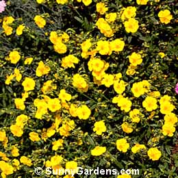 Helianthemum nummularium, Rock Rose