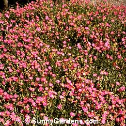 Helianthemum nummularium, Common Sunrose, Rock Rose