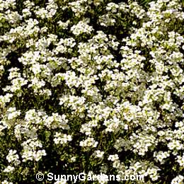 Arabis alpina, Mountain Rockcress, Wall Cress
