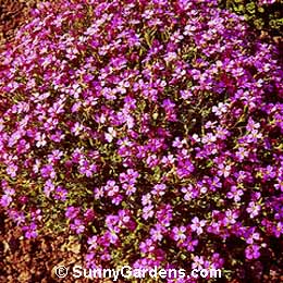 Arabis alpina, Mountain Rockcress, Wall Cress