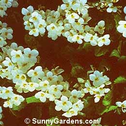 Arabis alpina, Mountain Rockcress, Wall Cress