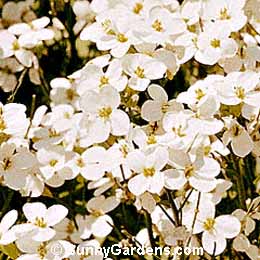Arabis caucasica, Albida Arabis, Wall Rockcress, Wall Cress