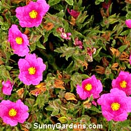 Cistus, Sunrose, Warley Rose Cistus