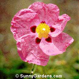 Cistus x purpureus, Orchid Rockrose
