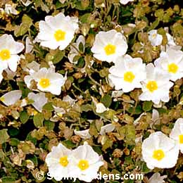 Cistus salviifolius, Sageleaf Rockrose