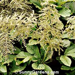 Rodgersia aesculifolia, Fingerleaf Rodgersia