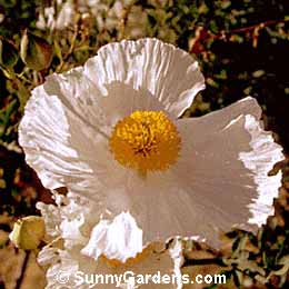 Romneya coulteri, Matilija Poppy, California Tree Poppy