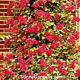 Rosa, Blaze Climbing Rose