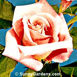 Rosa, Climbing Cecile Brunner Rose, Sweetheart Rose, Mignon