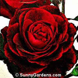 Rosa, Climbing Rose