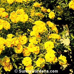 Rosa, Climbing Rose