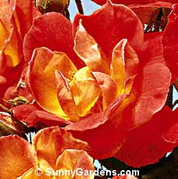 Rosa, Climbing Rose