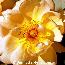 Rosa, Maigold Rose