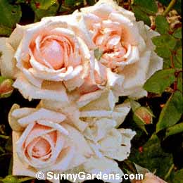 Rosa, New Dawn Rose