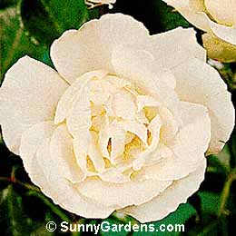 Rosa, Climbing Rose