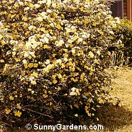 Rosa banksiae, Lady Bank's Rose, Bank's Yellow Rose