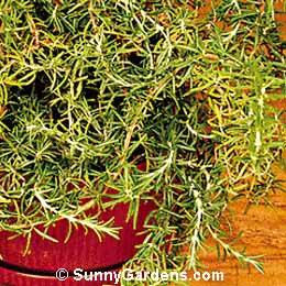Rosmarinus officinalis, Rosemary