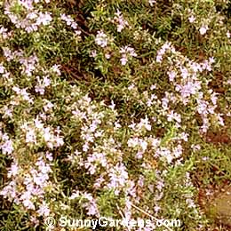 Rosmarinus officinalis, Creeping Rosemary, Dwarf Rosemary