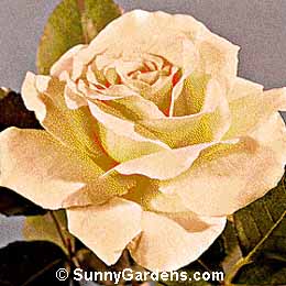 Rosa, Floribunda Rose