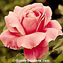 Rosa, Hybrid Tea Rose