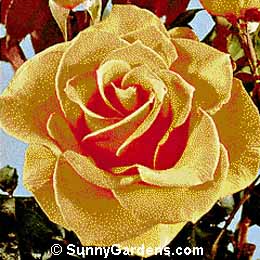 Rosa, Hybrid Tea Rose