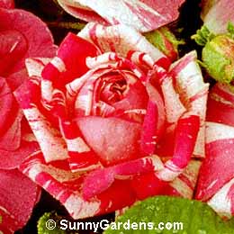 Rosa, French Rose