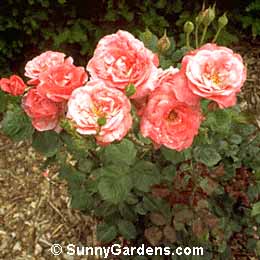 Rosa, Camelot Rose