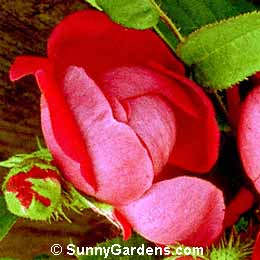 Rosa, Heirloom Rose