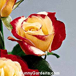 Rosa, Hybrid Tea Rose