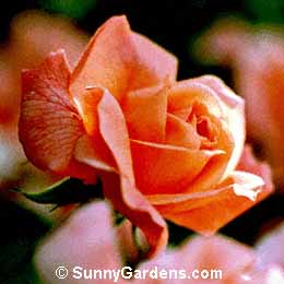 Rosa, Floribunda Rose, Irish Beauty