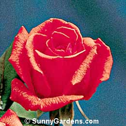 Rosa, Hybrid Tea Rose