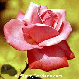 Rosa, Friendship Rose