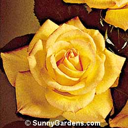 Rosa, Floribunda Rose