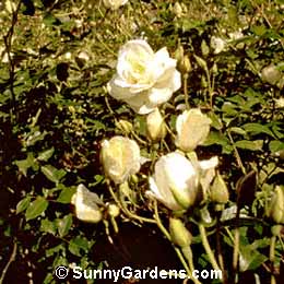 Rosa, Iceberg Rose, Schneewittchen